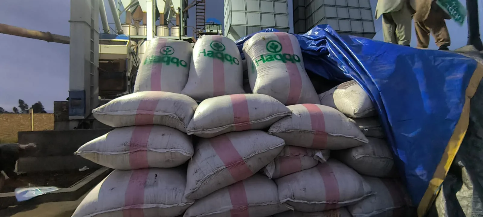 Haqqo-labelled sacks stacked in storage