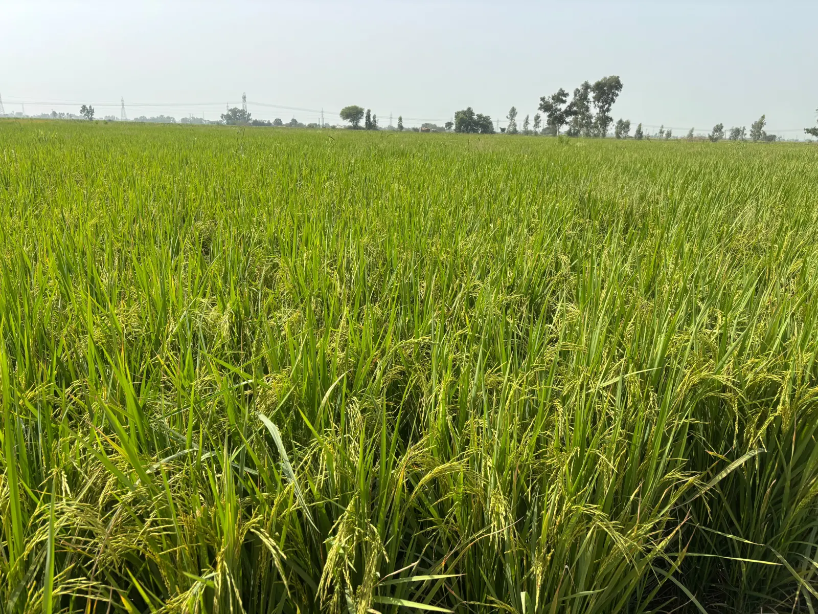 A green rice field stretching towards the tree line in Pakistan