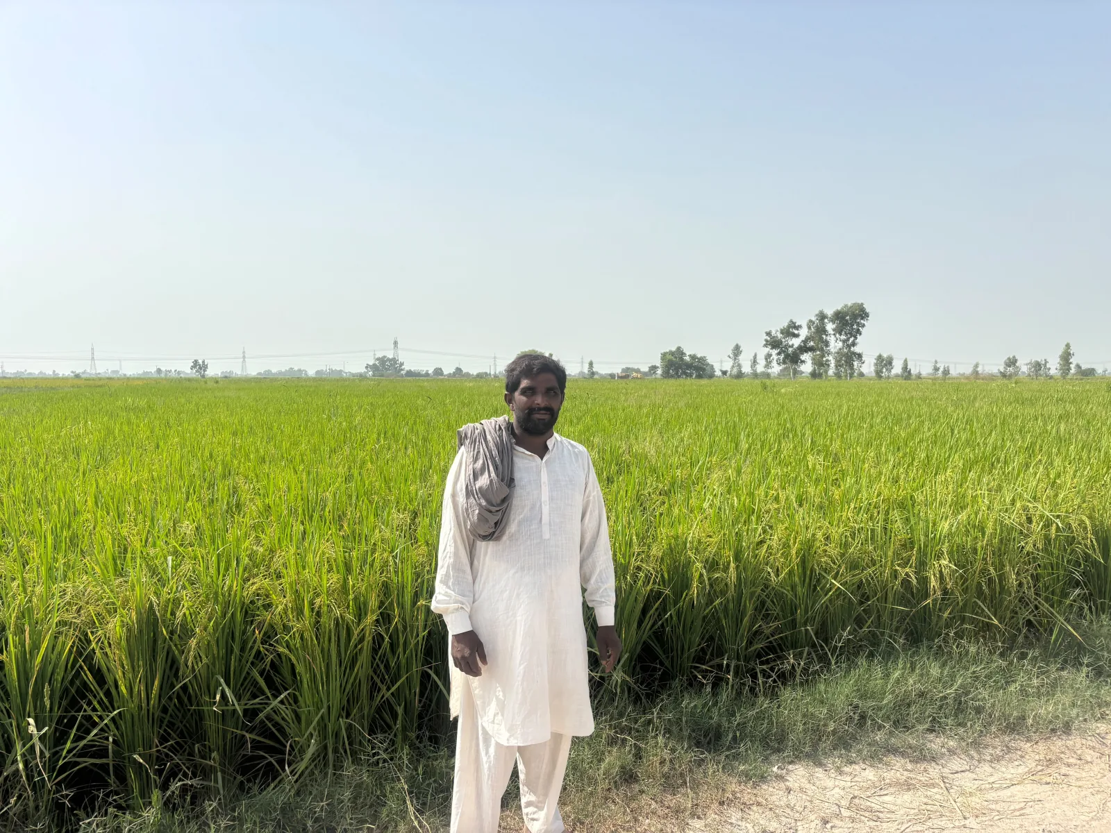 A farmer standing beside a rice field