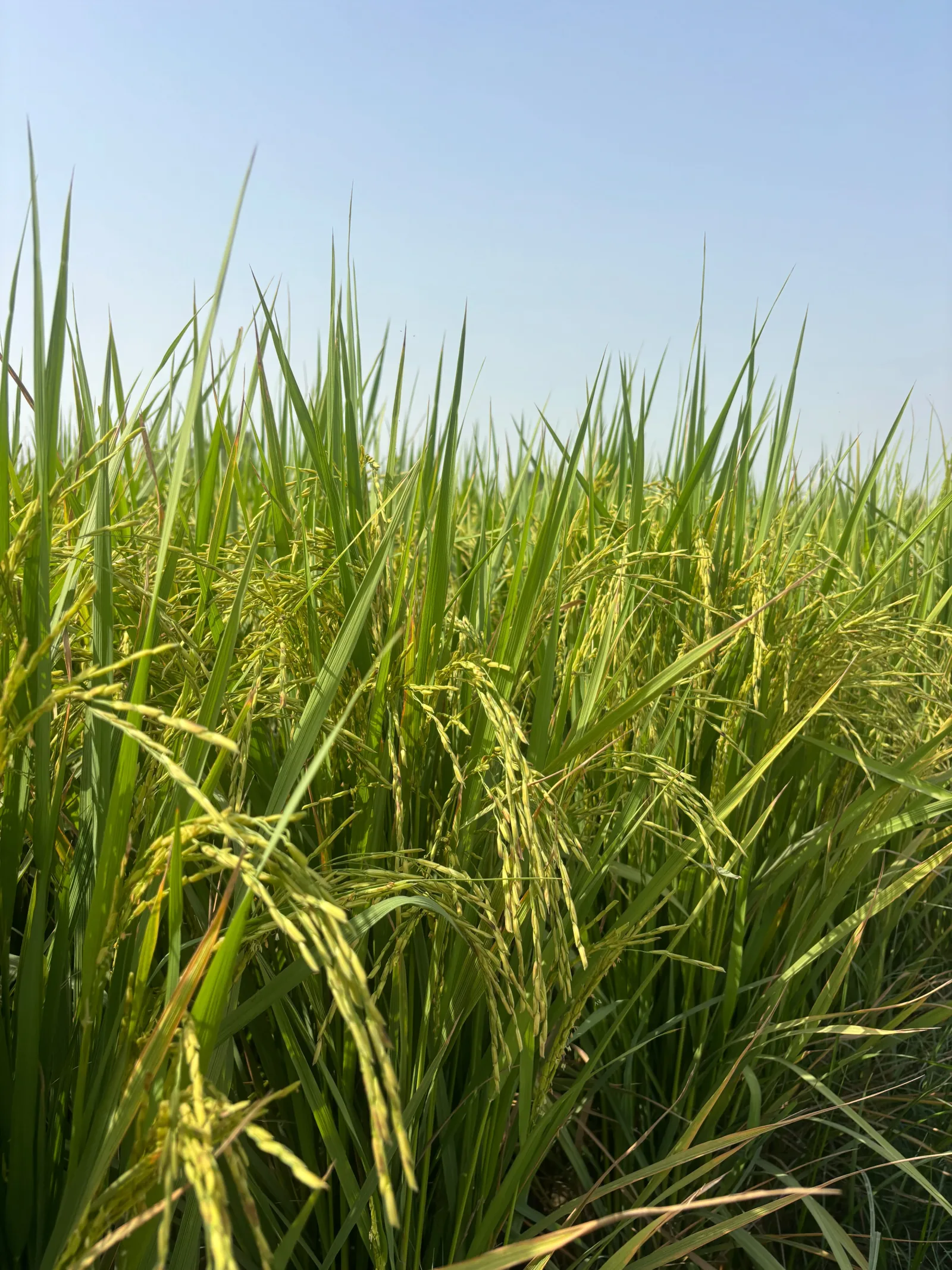 Rice panicles viewed from within the crop against a blue sky