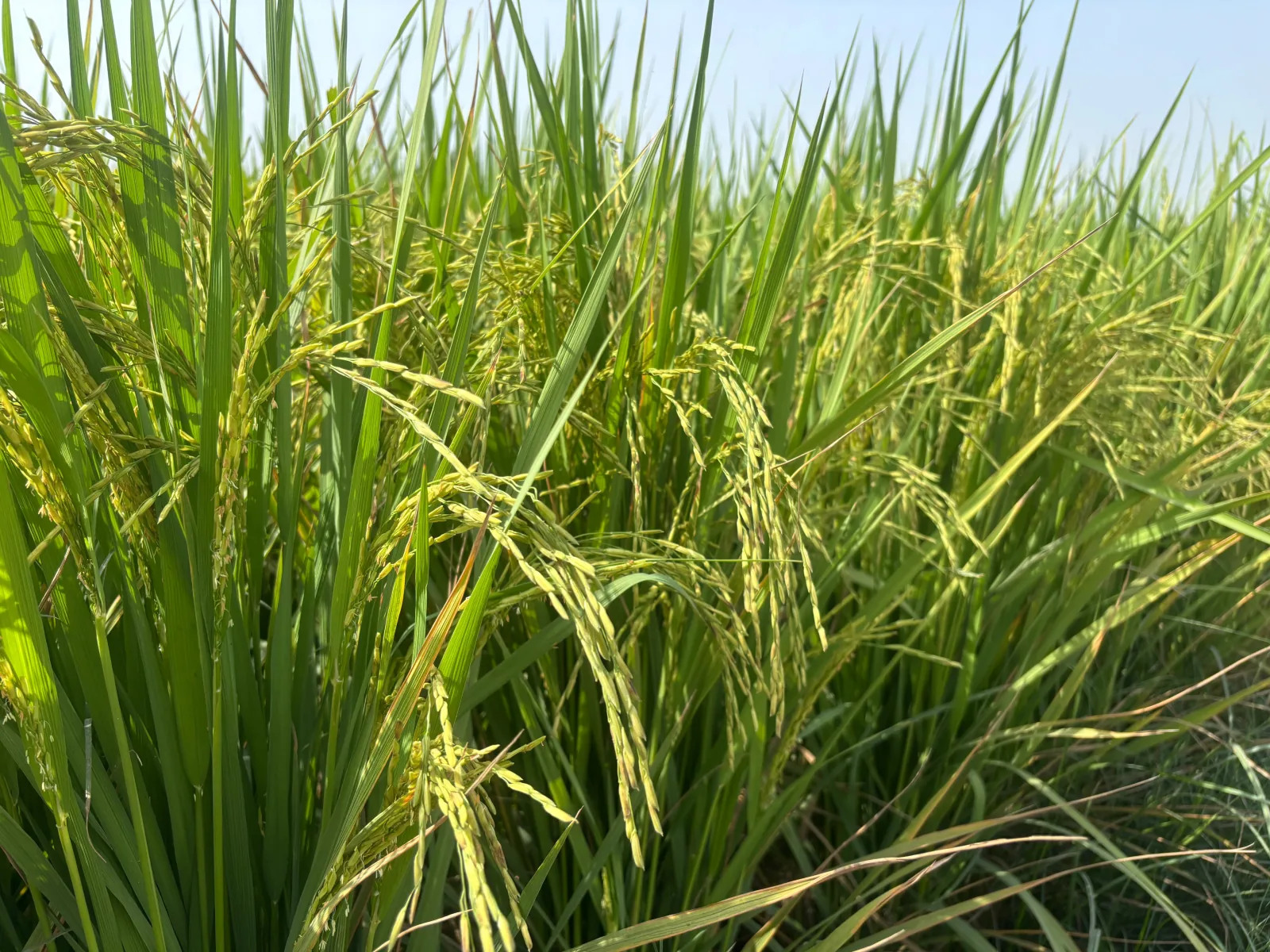 A close view of rice panicles and leaves in the standing crop