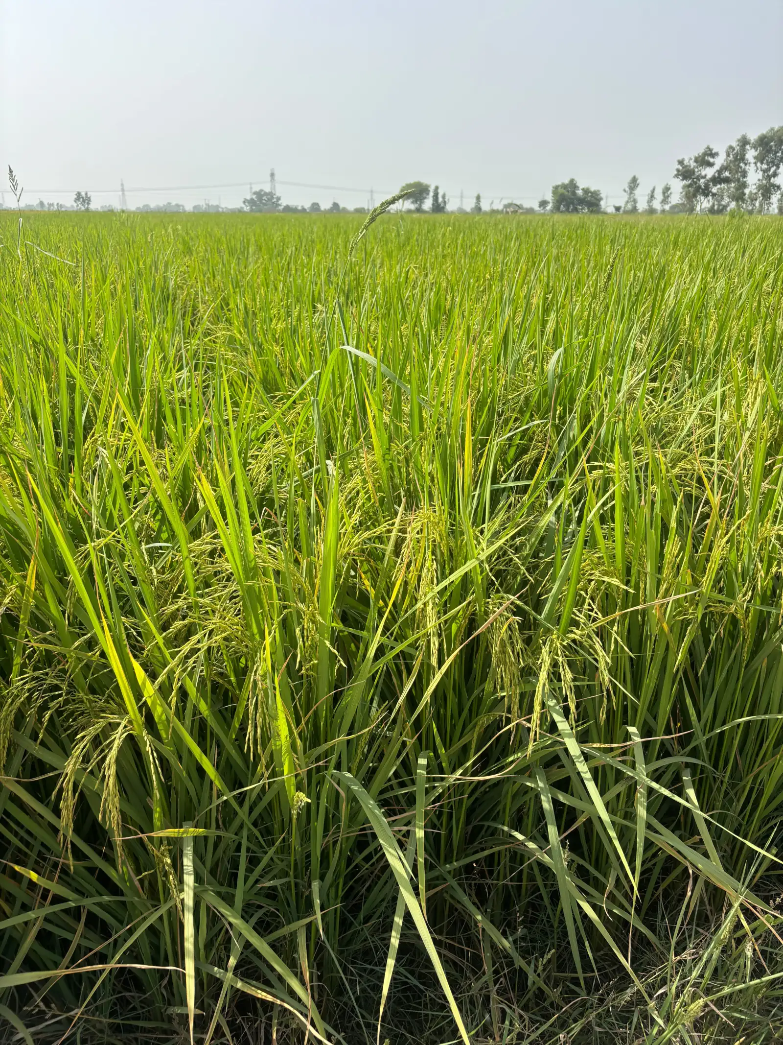 A view along standing paddy towards the trees at the edge of the field